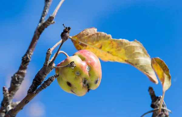 Yellow apple on tree branch with rain drops — Stock Photo, Image