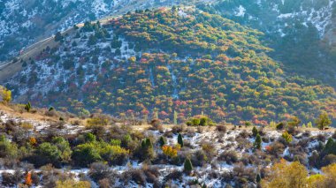 Sonbahar ağaçlar Batı Tien Shan dağlarında. Yerde kar ile.