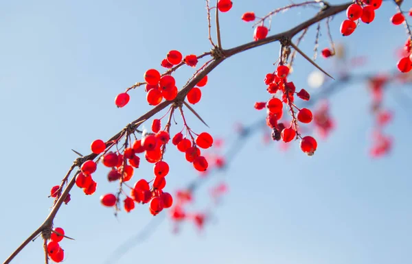 Leuchtend rote Beeren auf einem stacheligen Zweig — Stockfoto