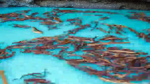 Baumstämme schwimmen schnell in einem Whirlpool, im türkisfarbenen Wasser, der Hintergrund — Stockvideo