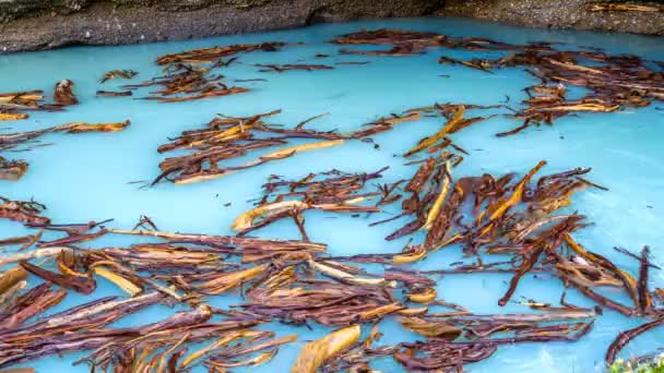 Les grumes nagent rapidement dans un bain tourbillon, dans l'eau turquoise turquoise, le fond — Video