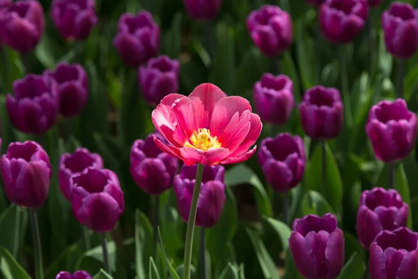 Mor çiçekler bir arka plan üzerinde parlak Pembe Lale