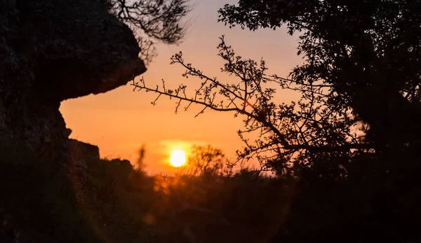 Outline of a tree in the mountains against the sun