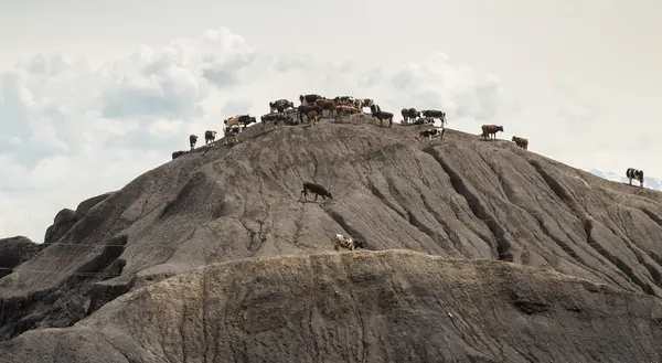 Стадо корів стоїть на горі без трави — стокове фото