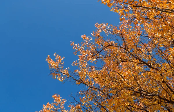 Mavi gökyüzü karşı sonbahar ağacının bir sarı yapraklar. arka plan olarak