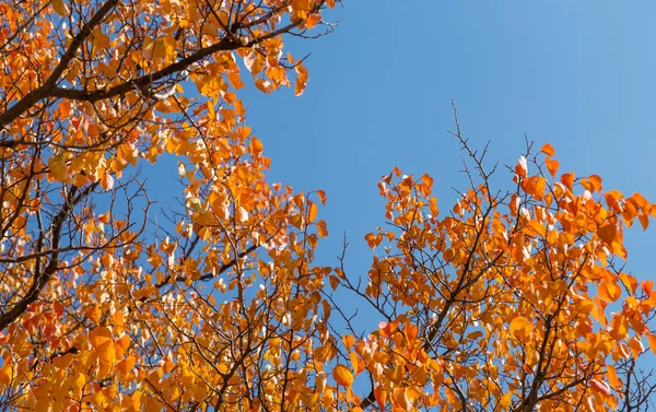 Mavi gökyüzü karşı sonbahar ağacının bir sarı yapraklar. arka plan olarak