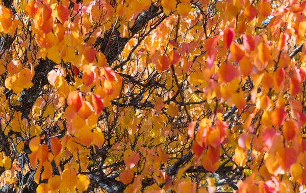 Autumn orange leaves on the branches of a tree as a background — Stock Photo, Image