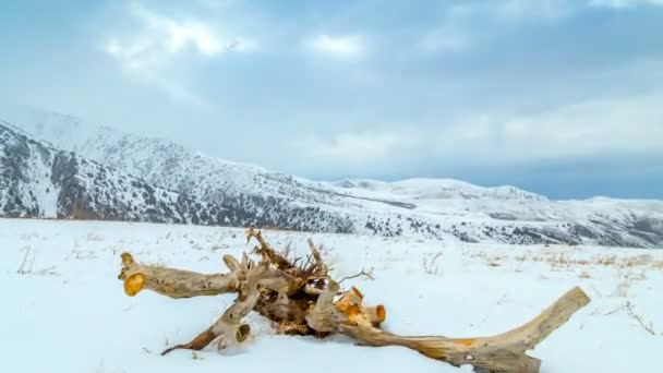Timelapse 4K. Un arbre séché se trouve dans la neige lors d'un blizzard dans les montagnes — Video