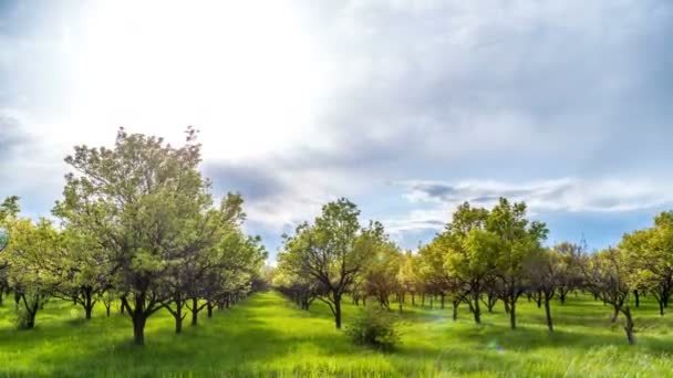 4K Тімелапс. Весняні сади фруктових дерев — стокове відео