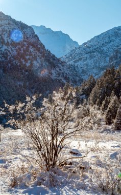 Dağların arka planında, karda kurumuş ağaç..
