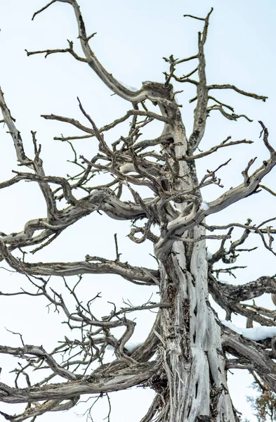 Gökyüzüne karşı kurumuş çam ağacı