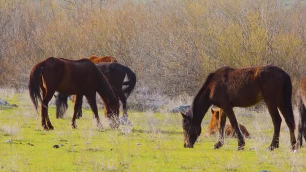 Herd van wilde paarden graast in het weiland — Stockvideo