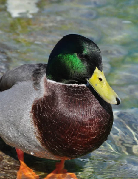 Mallard ördekler. Anaların içinde rahatlatıcı Anas platyrhynchos — Stok fotoğraf