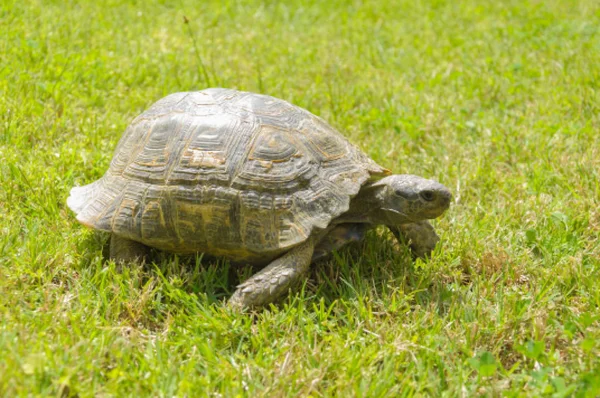 stock image A turtle walking on grass.