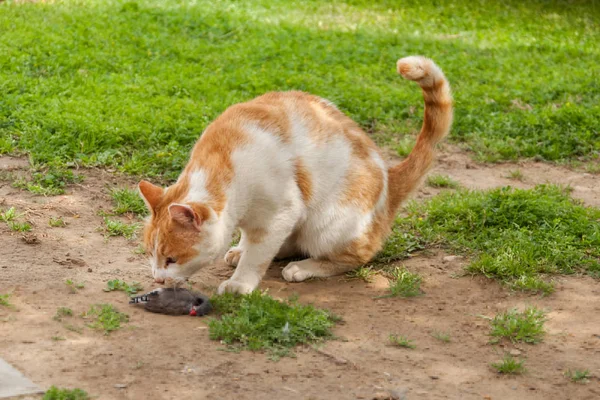 A cat eating a bird it has caught. A bird in cat\'s mouth