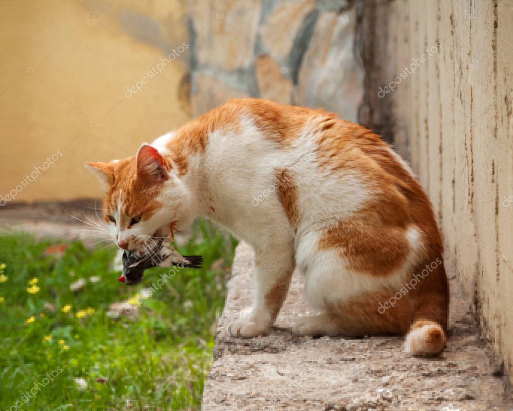 Un gato comiendo un pájaro que ha atrapado. Un pájaro en la boca del