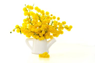 Mimoza bir küçük sulama-can Vazoda beyaz arka plan üzerinde izole