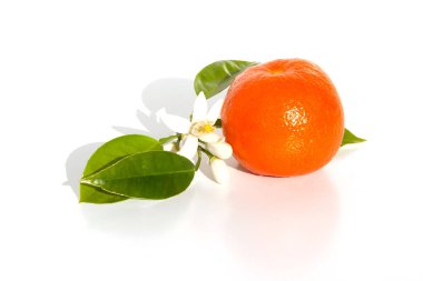 Turunç meyvelerle yaprakları ve beyaz arka plan üzerinde izole bir şube asılı çiçeği.