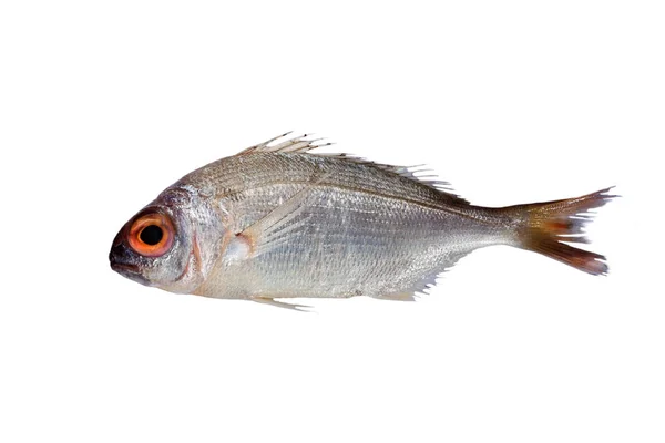 Ryba pražma Rudé moře izolované na bílém — Stock fotografie