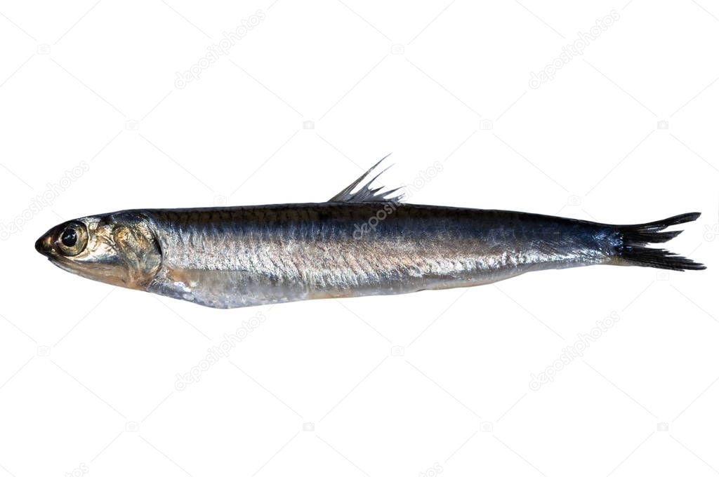 Whole fresh anchovy isolated on white background. Hamsi