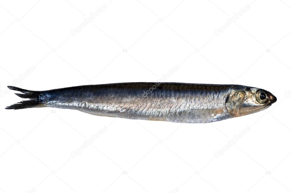 Whole fresh anchovy isolated on white background. Hamsi