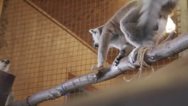 Lemur walking on a tree with another lemur — Stock Video