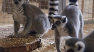 Kafesin tepesinde oturan bir Lemur insan tarafından besleniyor.