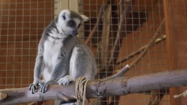 Un lémur sentado encima de una jaula siendo alimentado por humanos — Vídeos de Stock