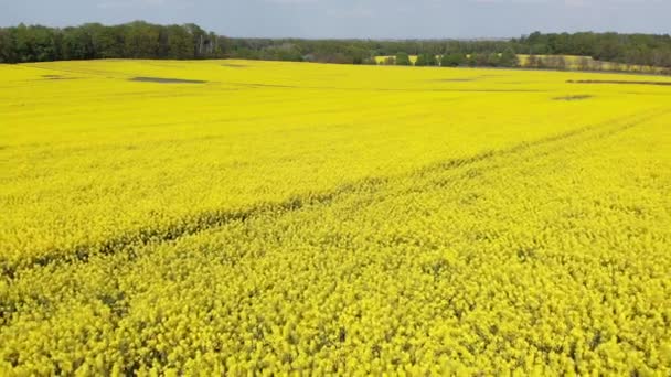 Terres agricoles de colza. Champ de canola - plan aérien 