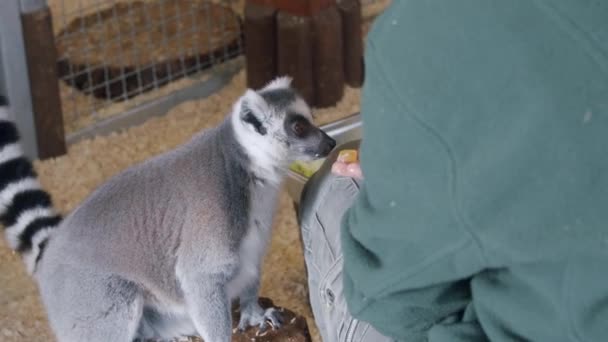 En Lemur som sitter ovanpå en bur och matas av en människa — Stockvideo
