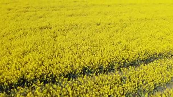 Terras agrícolas de colza. Campo de Canola - tiro aéreo — Vídeo de Stock