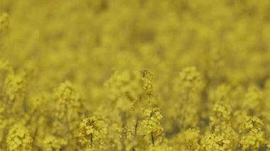 Gözyaşı tohumu bitkisi - kapat - Odaklan