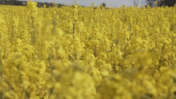 Rapsfröplantor - närbild - Rack Focus — Stockvideo