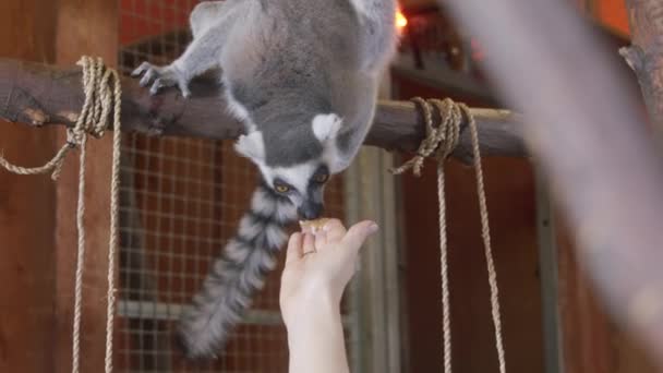 Un lémurien assis au-dessus d'une cage nourri par des humains — Video