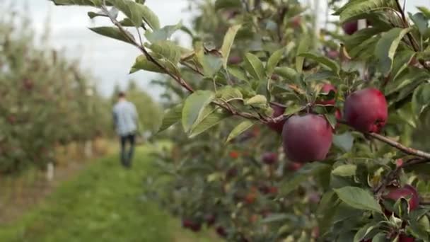 Man Walks in Apple Orchard. Mele fresche e cresciute su un albero in primo piano — Video Stock