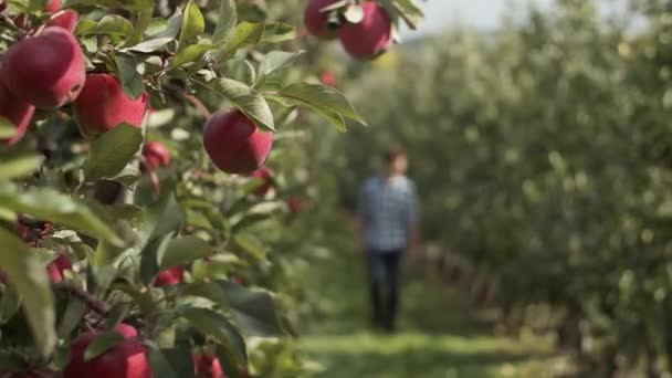 Man Walks in Apple Orchard. Mele fresche e cresciute su un albero in primo piano — Video Stock