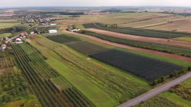 Man Walks in hugee Apple Orchard. Drone Shot. Manzanas frescas y maduras . — Vídeos de Stock