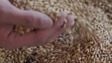 Yavaş Çekimde Bir Avuç Arpa Maltı
