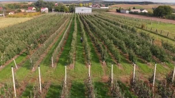 Człowiek chodzi w ogromnym sadzie Apple. Dron postrzelony. Świeże, dojrzałe jabłka. — Wideo stockowe