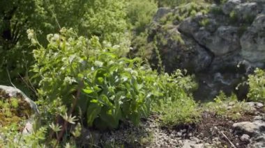 Rocky Dağı 'ndaki Rüzgarda Yeşil Bitki Dalgalanmaları