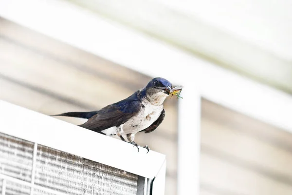 Bicolor swallow — Stockfoto