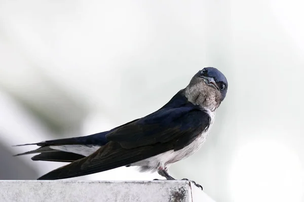 Bicolor swallow — Stock Photo, Image