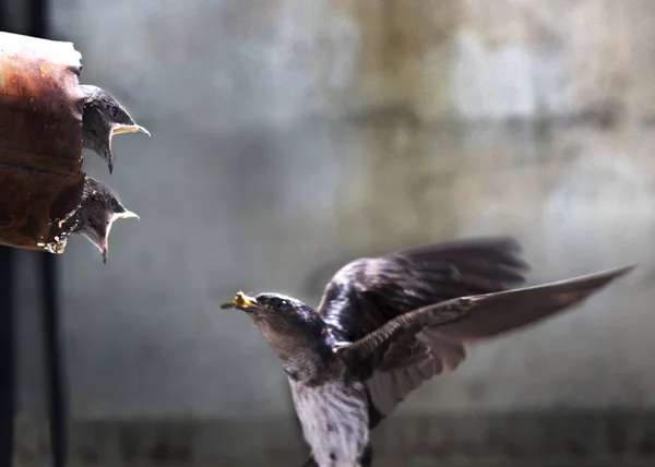 Swallow with chicks — Stock Photo, Image