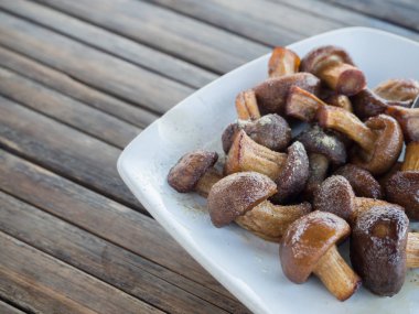 tatlı pembe lotus çiçekleri