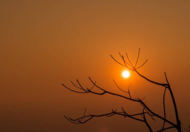 Siluet şube gündoğumu üzerinde