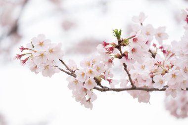 pembe ve beyaz kiraz çiçeği 