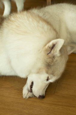 Siberian dış katta uyuyan yapraklar