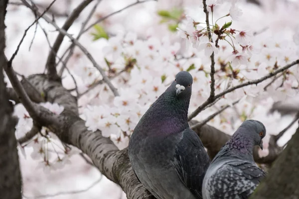 Couple bird and cherry blossoms — Stock Photo, Image