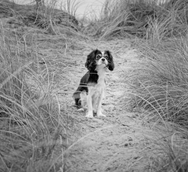 Kral Charles Cavalier köpek