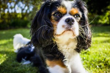 Kral Charles Cavalier köpek